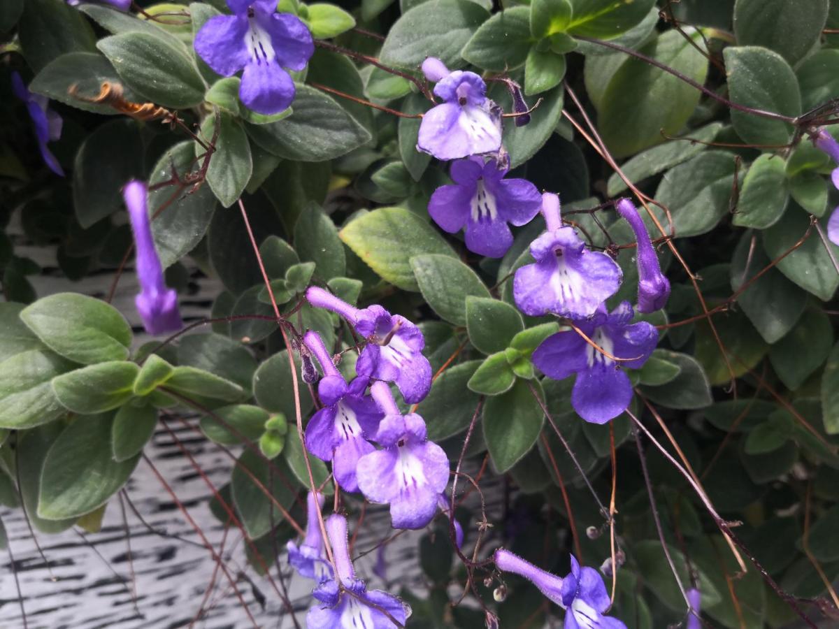 Lily Homestay Barrington Square Cameron Highlands. Brinchang Eksteriør billede
