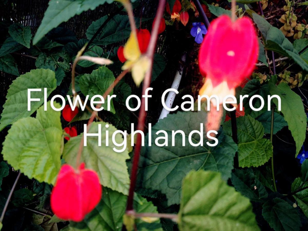 Lily Homestay Barrington Square Cameron Highlands. Brinchang Eksteriør billede